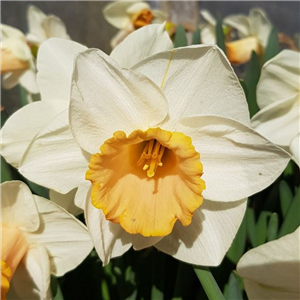 Narcissus (Daffodil) 'Salome'. Loose, Per 10 Bulbs.